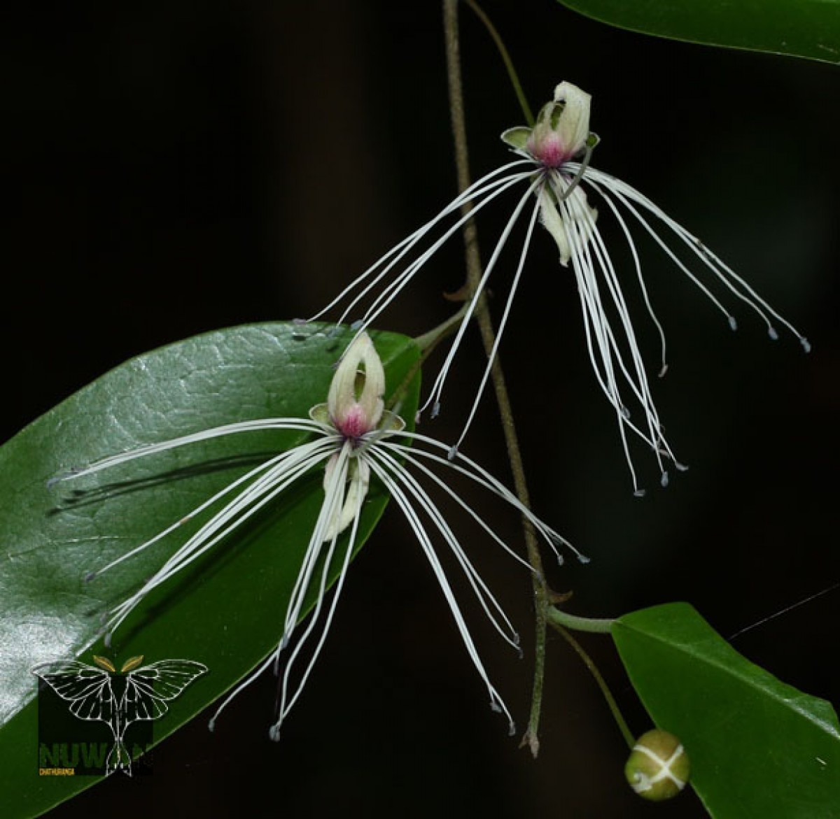 Capparis tenera Dalzell